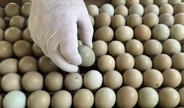 Kahverengi kokarcayla biyolojik mücadele için Karadeniz'de doğaya 3 bin sülün salınacak