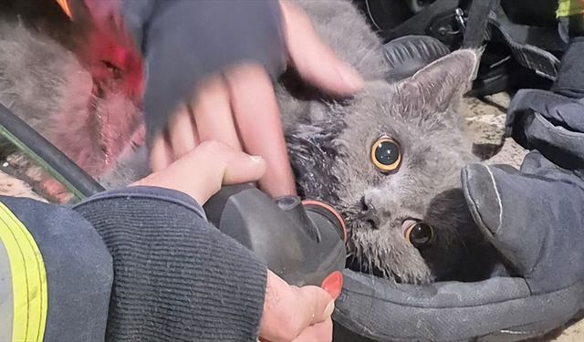 Kastamonu'da itfaiye ekipleri yangından kurtardıkları kediye kendi maskelerinden oksijen verdi