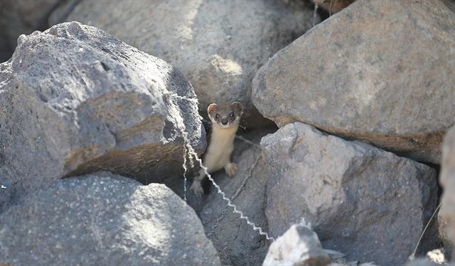 Koruma altındaki gelincik Kars kırsalında görüntülendi