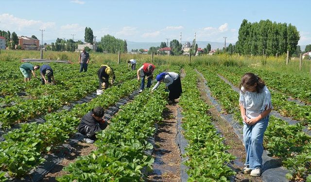 Muş'ta çilek hasadı başladı