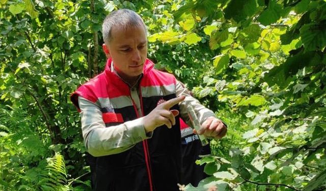 Rize'de 50 bin samuray arısı doğaya salındı