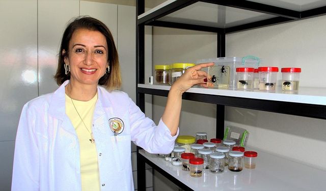 Sinop'ta gal arısı zararlısıyla mücadelede binlerce avcı böcek kullanılıyor