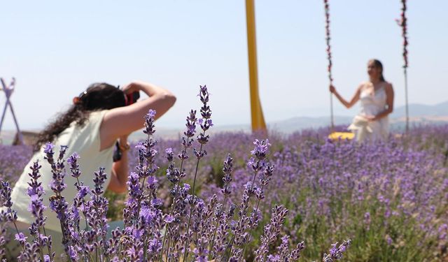 Tekirdağ'da lavanta tarlaları fotoğraf tutkunlarını ağırlıyor