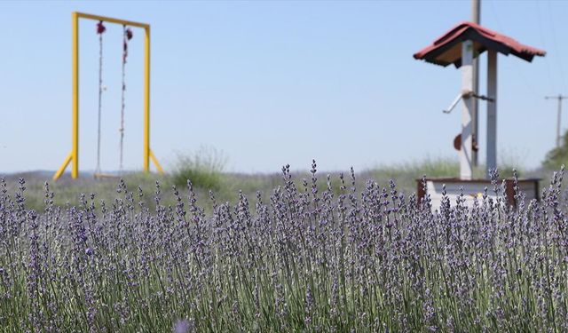 Tekirdağ'da lavanta tarlaları turizm sezonu için hazırlandı