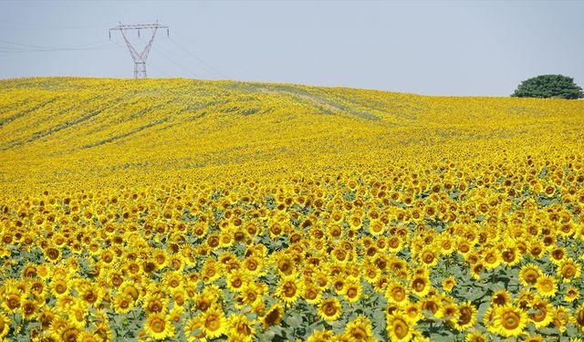 Tekirdağ'ın renkli tarlaları kentin turizmine katkı sağlıyor