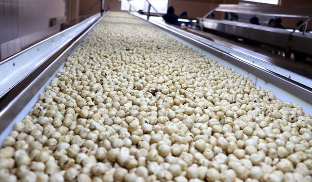 Türkiye, fındık ihracatından 2025'in ilk 5 ayında 1 milyar doları aşkın gelir sağladı