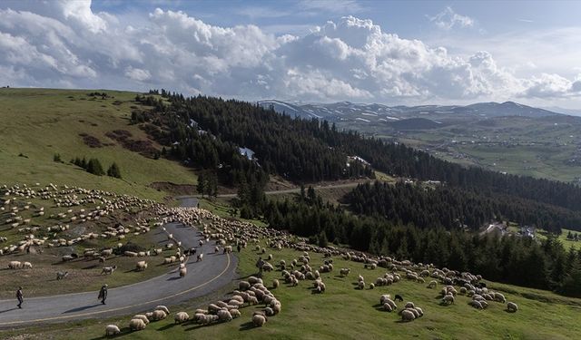Yabancı çoban istihdamının, sektöre nefes aldırması bekleniyor
