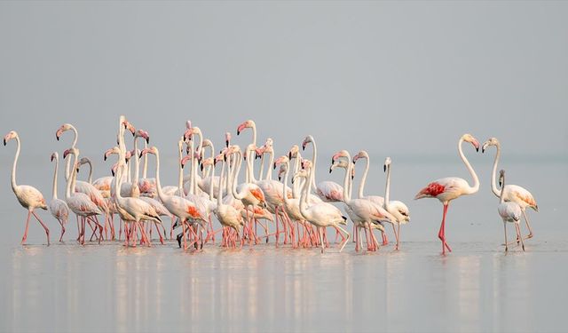Adana'daki Akyatan Lagünü flamingolarla renklendi