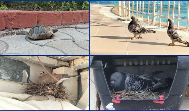 Antalya'da bir hayvanseverin işlettiği apart otel "can dostlara" yaşam alanı oldu