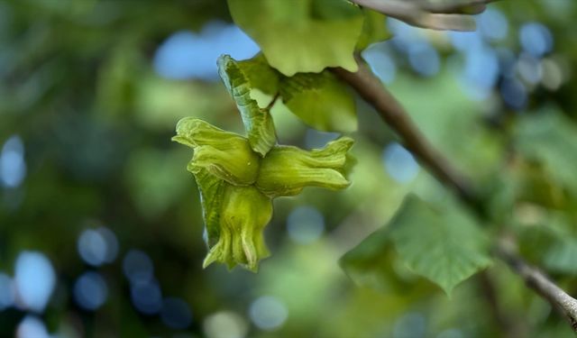 Düzce, AB ülkelerine yılın ilk yarısında 13 bin 461 ton iç fındık ihraç etti