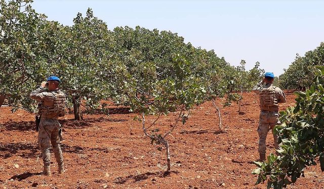 Gaziantep'te jandarma "Antep fıstığı" nöbetinde