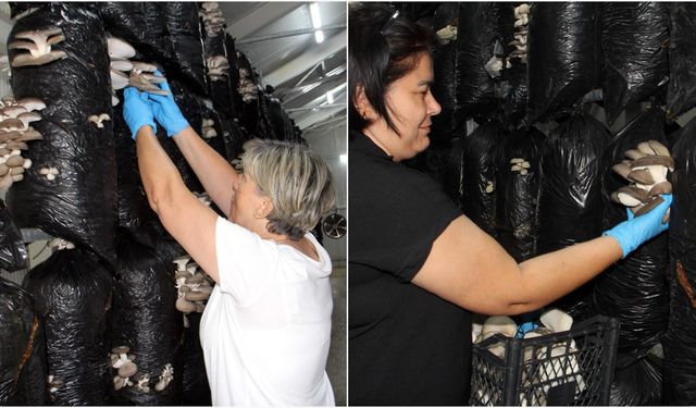 Güçlerini birleştiren 16 kadın, kurdukları tesiste mantar üretimine başladı