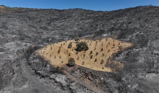 İzmir'de önceden otlardan temizlenen bahçe yangından etkilenmedi