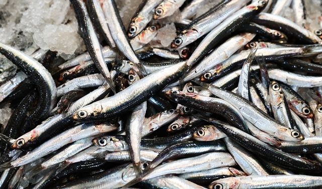 Karadeniz'in su ürünleri ihracatı yılın ilk yarısında 167 milyon doları aştı