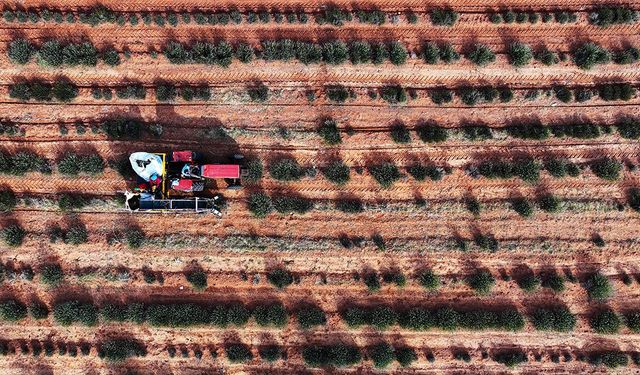 Kıraç arazileri değerlendiren çiftçilerin yüzü lavantayla güldü