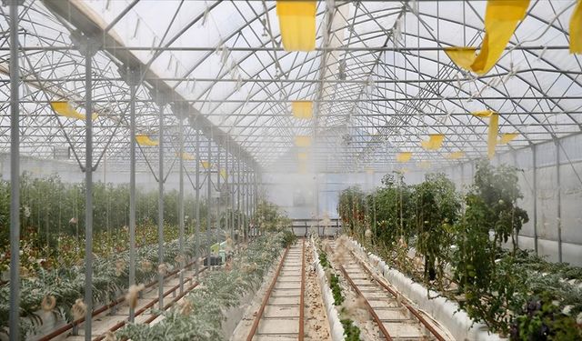 Kocaeli'de volkanik cürufla yetiştirilen ürünlerin sulaması yağmur suyuyla yapılıyor