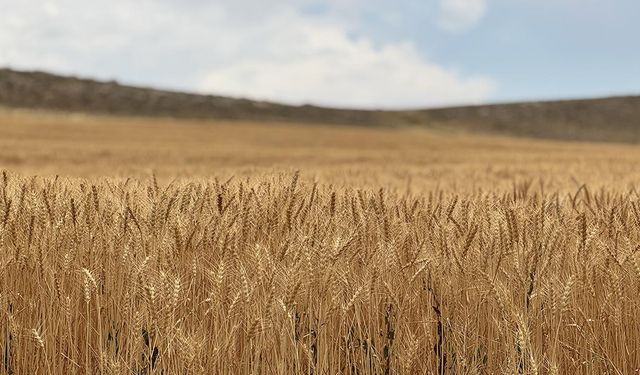 Konya Ovası'nda buğdayda yüzde 15, arpada yüzde 30 rekolte kaybı bekleniyor
