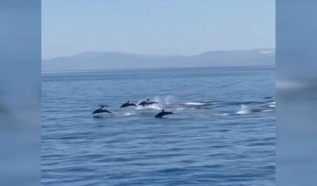 Kuşadası'nda yunusların gösterisi görüntülendi
