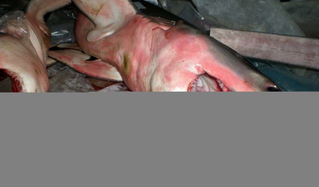 Marmara Denizi'ndeki oksijensizlik köpek balıklarını kıyılara itiyor