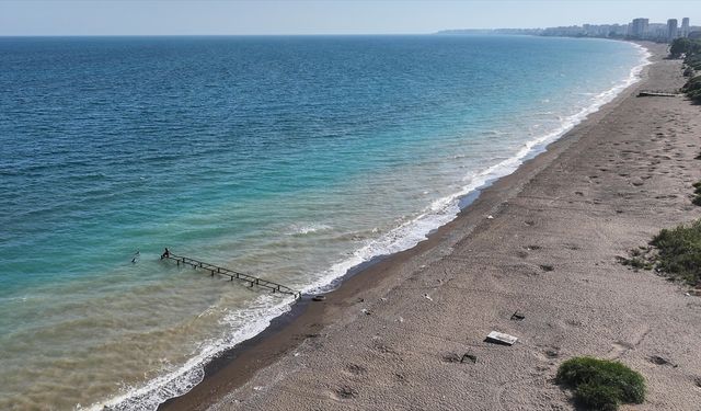 Mersin'de anaç kaplumbağaların kumsala çıkışlarında artış gözlendi
