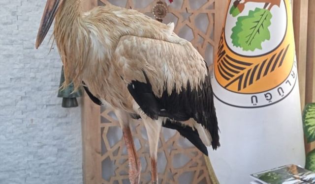 Mersin'de yangınlardan kaçtığı değerlendirilen yaralı leylek ormancılara sığındı