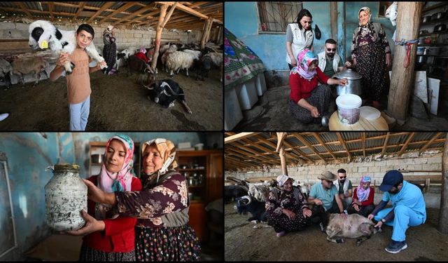 Otlu peynirin sofralara sağlıklı ulaşması için kadın üreticiler tek tek bilgilendiriliyor