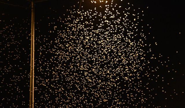 Sakarya'da birgün sinekleri "ölüm uçuşu" ile çiftleşti