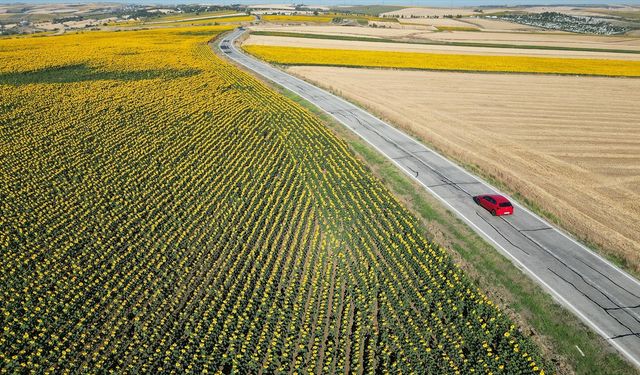 Tekirdağ'da "gündöndü" tarlaları sürücülere renkli rota sunuyor