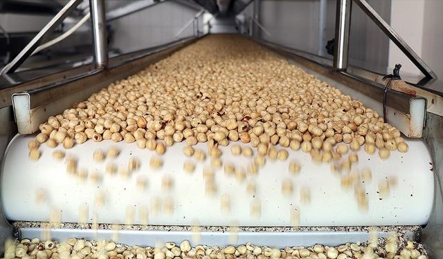 Türkiye fındık ihracatından 10 ayda yaklaşık 2,3 milyar dolar gelir sağladı