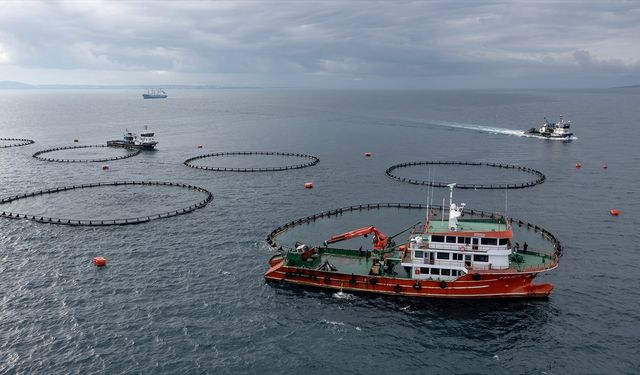 Türkiye'den yılın ilk yarısında 973 milyon 820 bin dolarlık su ürünleri ihraç edildi