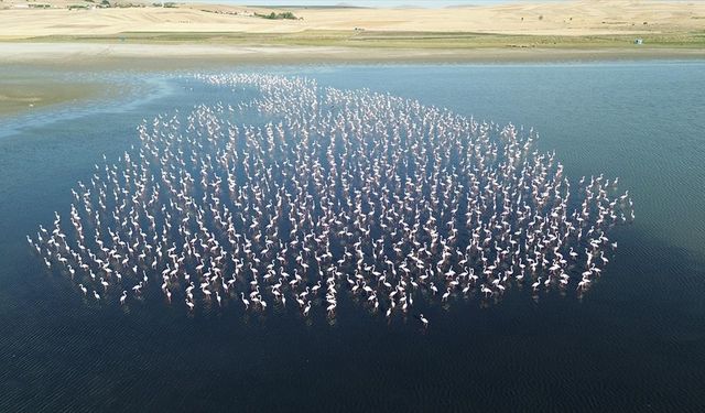 Yozgat'ta flamingolar jandarma ekiplerince korunuyor