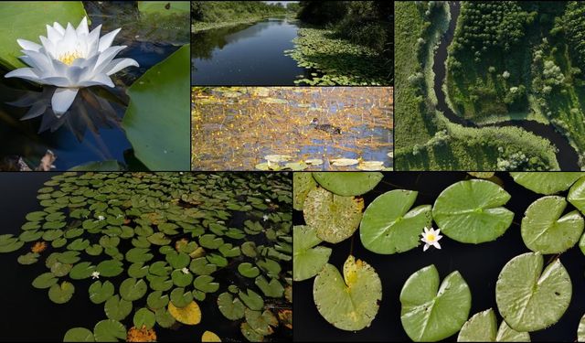Acarlar Longozu ziyaretçilerini doğal güzellikleri keşfe çıkarıyor