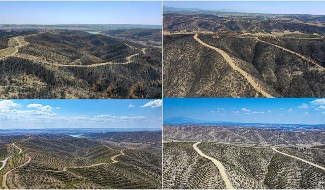 Adana'da 4 yıl önce yanan ormanlık alanlar dikilen fidanlarla yeniden yeşeriyor