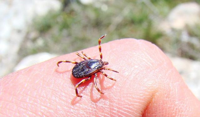 Akademisyenler kenelerin hastalık bulaştırma yüzdelerini araştırıyor
