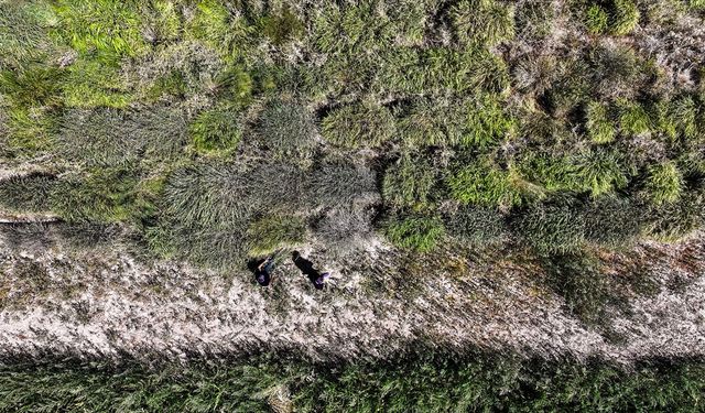 Alternatif yem bitkisi 'dallı darı' su tüketimini ve üretim maliyetini düşürüyor