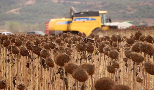Anıza ekim yöntemi, verim artışıyla ayçiçeği üreticisini sevindirdi