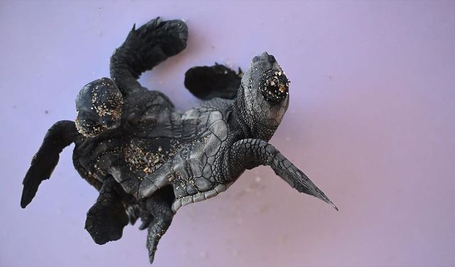 Antalya'da siyam ikizi yavru caretta caretta görüntülendi