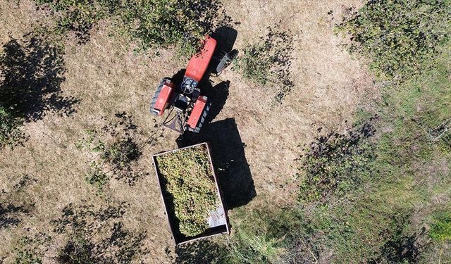 Bafra Ovası'nda fındık hasadına devam ediliyor