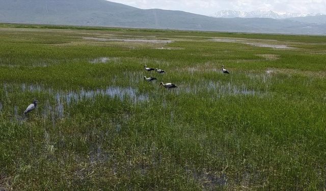 Bitki örtüsünün gelişimi ve serin hava leylekleri Erzurum'da konaklattı