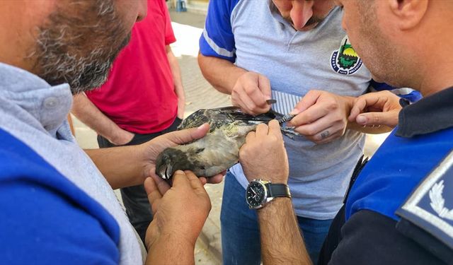 Bursa'da bacağı ipe dolandığı için ağaçta mahsur kalan kargayı itfaiye kurtardı
