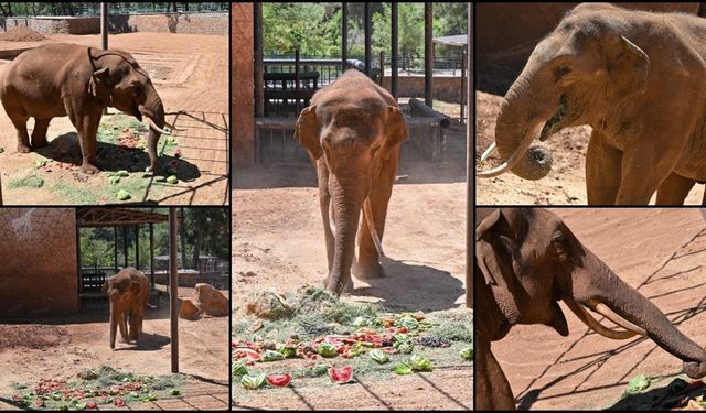 Dünyanın ilk tüp bebek fili "Gabi"ye Dünya Fil Günü'nde özel menü