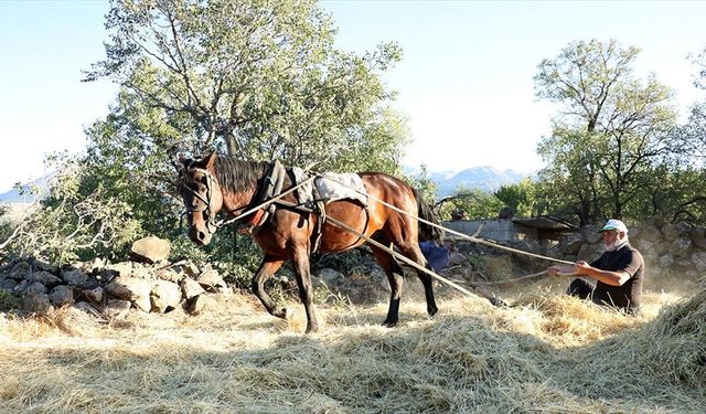 'Düven sürme' geleneği Erciyes'in eteklerinde 3 arkadaş tarafından yaşatılıyor
