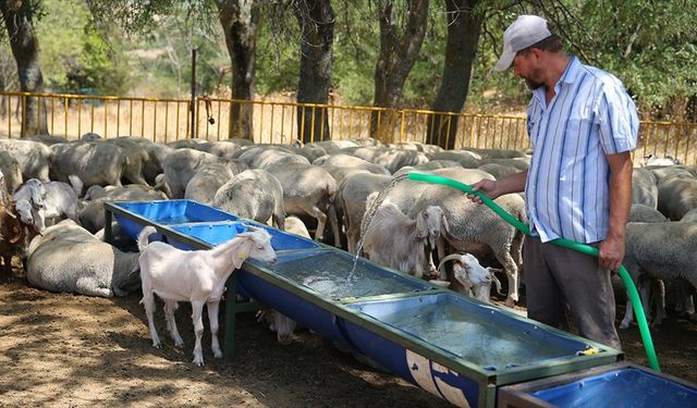 Edirne'de besiciler, su kaynaklarının kuruma noktasına geldiği meralardaki hayvanlarına tankerlerle su taşıyor