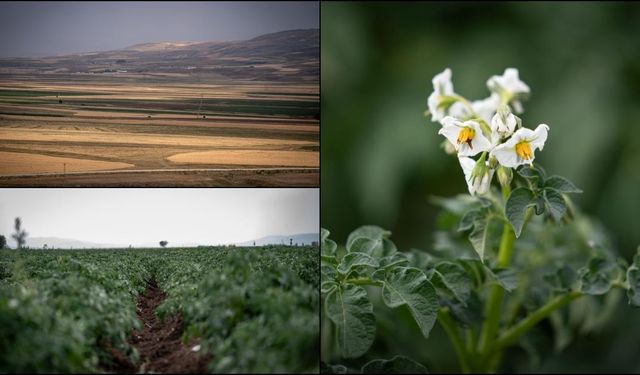 Erzurum'da kurulacak lisanslı depolar, Pasinler Ovası'na "can suyu" olacak