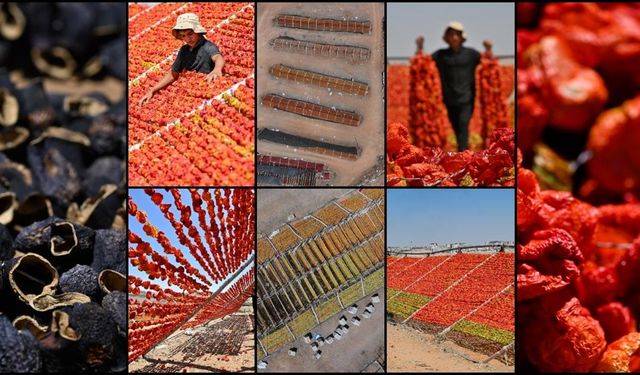 Gaziantep'te kurutmalık sezonunda tepeler kırmızı, mor ve yeşile büründü