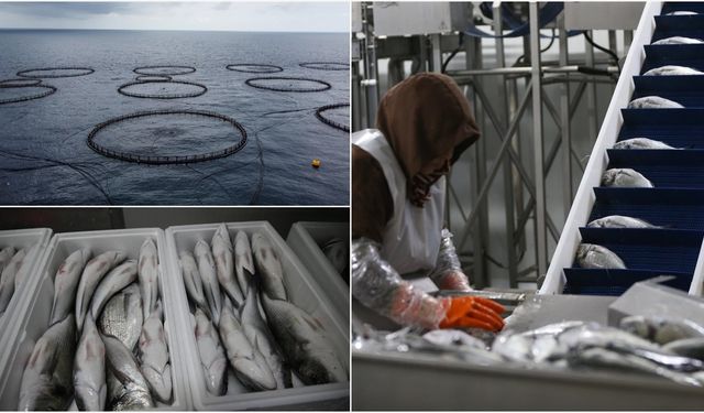 Hatay'da kafeste yetiştirilen balıklar Avrupa ülkelerine ihraç ediliyor