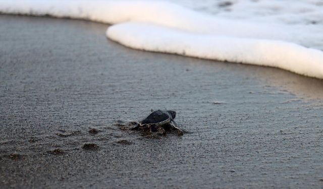 Hatay'da koruma çalışmalarıyla deniz kaplumbağalarının yuva sayısı artıyor