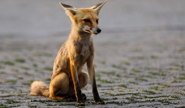 Her akşam polis lokalinin bahçesine gelen tilki, çalışanlar tarafından besleniyor