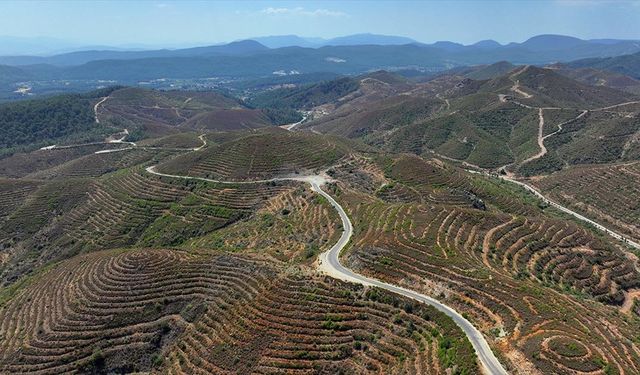 İzmir'de 6 yıl önce yanan ormanlık alana dikilen fidanlar 2 metreye ulaştı