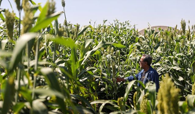 Kaba yemde alternatif 'sorgum' bitkisi su tüketiminden tasarruf sağlıyor